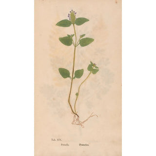 Christian Gottlieb Ludwig - Ectypa vegetabilium Pl019.webp