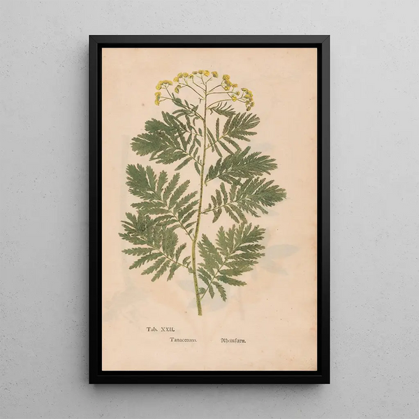 Reproduktion des Gemäldes Ectypa vegetabilium Pl022 - Christian Gottlieb Ludwig