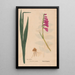 Ectypa vegetabilium Pl024 - Christian Gottlieb Ludwig — gerahmtes Bild an der Wand