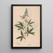 Ectypa vegetabilium Pl028 - Christian Gottlieb Ludwig — gerahmtes Bild an der Wand
