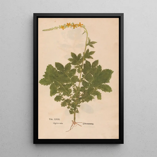 Christian Gottlieb Ludwig - Ectypa vegetabilium Pl029.webp