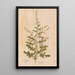Ectypa vegetabilium Pl032 - Christian Gottlieb Ludwig — gerahmtes Bild an der Wand