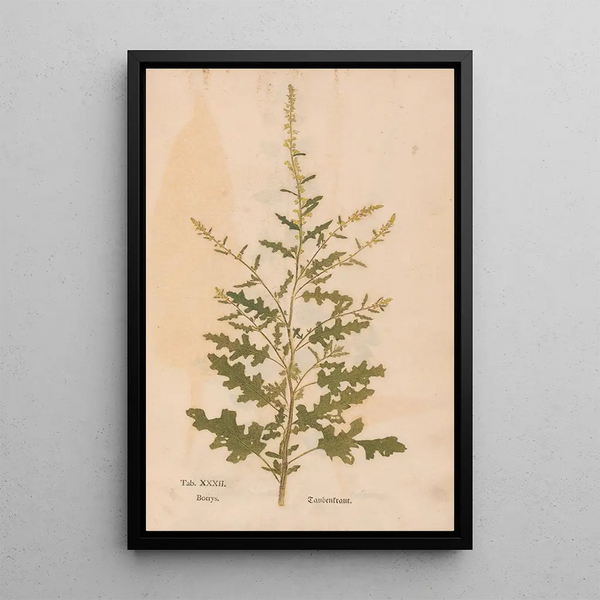 Ectypa vegetabilium Pl032 - Christian Gottlieb Ludwig — gerahmtes Bild an der Wand