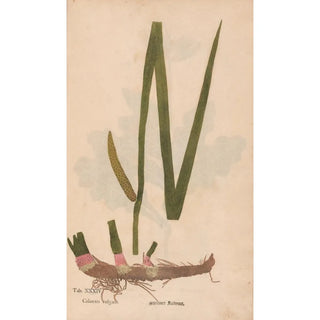 Christian Gottlieb Ludwig - Ectypa vegetabilium Pl034.webp