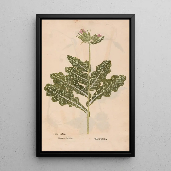 Ectypa vegetabilium Pl035 - Christian Gottlieb Ludwig — gerahmtes Bild an der Wand