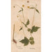 Reproduktion des Gemäldes Ectypa vegetabilium Pl036 - Christian Gottlieb Ludwig