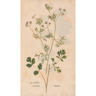 Christian Gottlieb Ludwig - Ectypa vegetabilium Pl037.webp