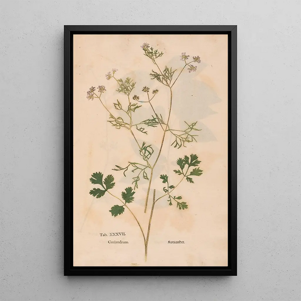 Ectypa vegetabilium Pl037 - Christian Gottlieb Ludwig — gerahmtes Bild an der Wand