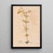 Ectypa vegetabilium Pl039 - Christian Gottlieb Ludwig — gerahmtes Bild an der Wand