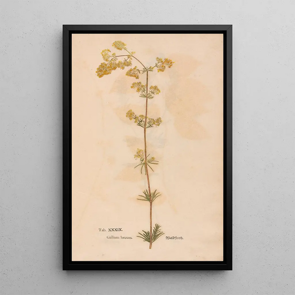 Ectypa vegetabilium Pl039 - Christian Gottlieb Ludwig — gerahmtes Bild an der Wand