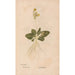 Ectypa vegetabilium Pl043 - Christian Gottlieb Ludwig — Ansicht des Kunstwerks