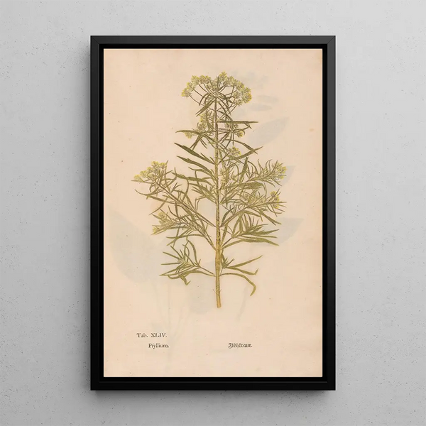 Ectypa vegetabilium Pl044 - Christian Gottlieb Ludwig — gerahmtes Bild an der Wand