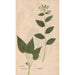 Reproduktion des Gemäldes Ectypa vegetabilium Pl045 - Christian Gottlieb Ludwig