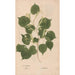 Ectypa vegetabilium Pl048 - Christian Gottlieb Ludwig — Ansicht des Kunstwerks