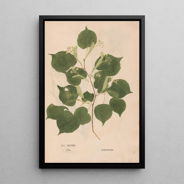 Ectypa vegetabilium Pl048 - Christian Gottlieb Ludwig — gerahmtes Bild an der Wand