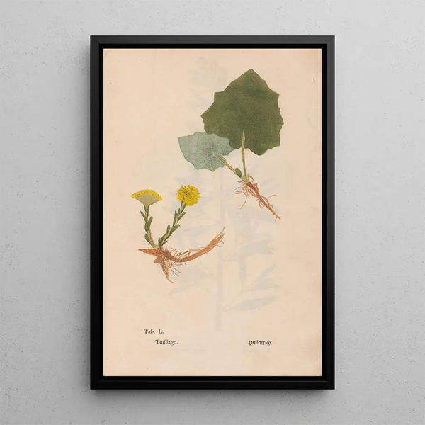 Ectypa vegetabilium Pl050 - Christian Gottlieb Ludwig — gerahmtes Bild an der Wand
