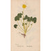 Ectypa vegetabilium Pl052 - Christian Gottlieb Ludwig — Ansicht des Kunstwerks