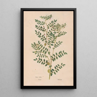 Christian Gottlieb Ludwig - Ectypa vegetabilium Pl053.webp