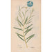 Ectypa vegetabilium Pl055 - Christian Gottlieb Ludwig — Ansicht des Kunstwerks