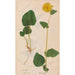 Ectypa vegetabilium Pl057 - Christian Gottlieb Ludwig — Ansicht des Kunstwerks