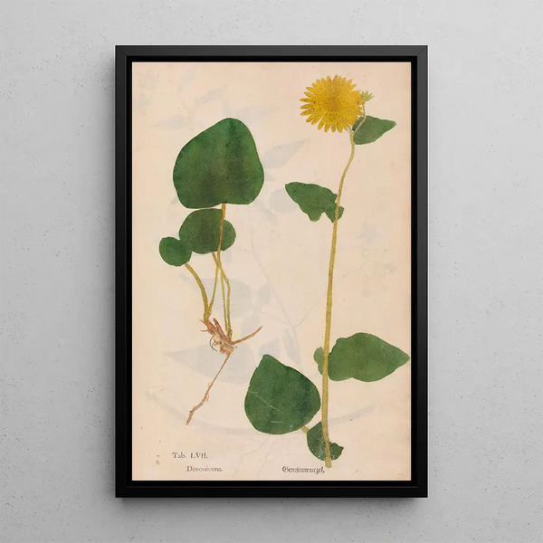 Ectypa vegetabilium Pl057 - Christian Gottlieb Ludwig — gerahmtes Bild an der Wand