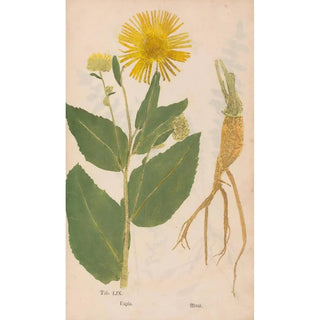 Christian Gottlieb Ludwig - Ectypa vegetabilium Pl059.webp