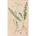 Ectypa vegetabilium Pl060 - Christian Gottlieb Ludwig — Ansicht des Kunstwerks