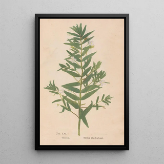 Christian Gottlieb Ludwig - Ectypa vegetabilium Pl061.webp