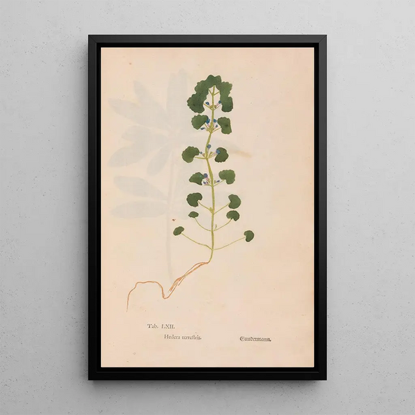 Ectypa vegetabilium Pl062 - Christian Gottlieb Ludwig — gerahmtes Bild an der Wand