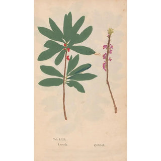 Christian Gottlieb Ludwig - Ectypa vegetabilium Pl063.webp