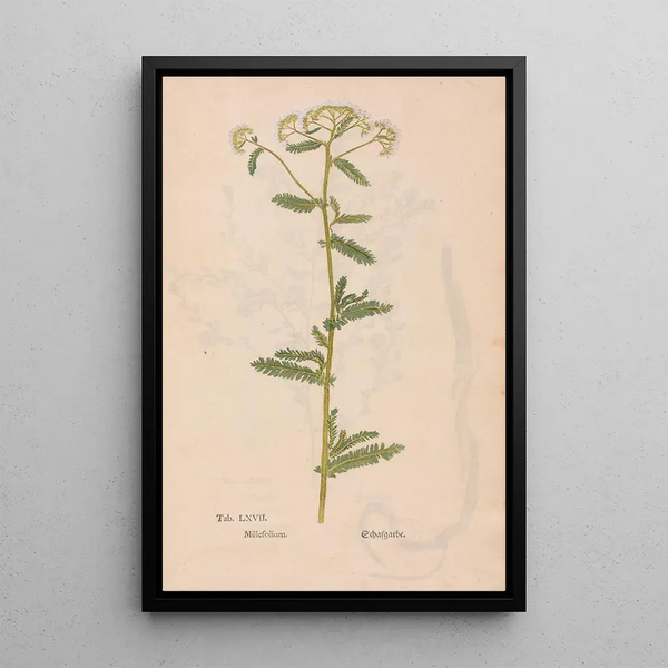 Ectypa vegetabilium Pl067 - Christian Gottlieb Ludwig — gerahmtes Bild an der Wand
