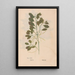 Ectypa vegetabilium Pl069 - Christian Gottlieb Ludwig — gerahmtes Bild an der Wand