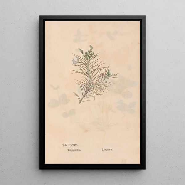 Ectypa vegetabilium Pl074 - Christian Gottlieb Ludwig — gerahmtes Bild an der Wand