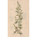 Ectypa vegetabilium Pl076 - Christian Gottlieb Ludwig — Ansicht des Kunstwerks