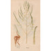 Ectypa vegetabilium Pl078 - Christian Gottlieb Ludwig — Ansicht des Kunstwerks