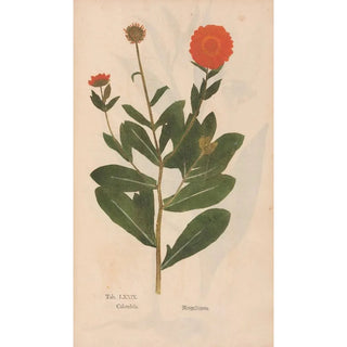 Christian Gottlieb Ludwig - Ectypa vegetabilium Pl079.webp