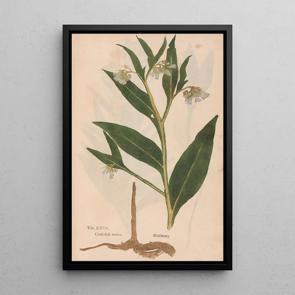 Ectypa vegetabilium Pl080 - Christian Gottlieb Ludwig — gerahmtes Bild an der Wand