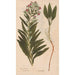 Reproduktion des Gemäldes Ectypa vegetabilium Pl081 - Christian Gottlieb Ludwig