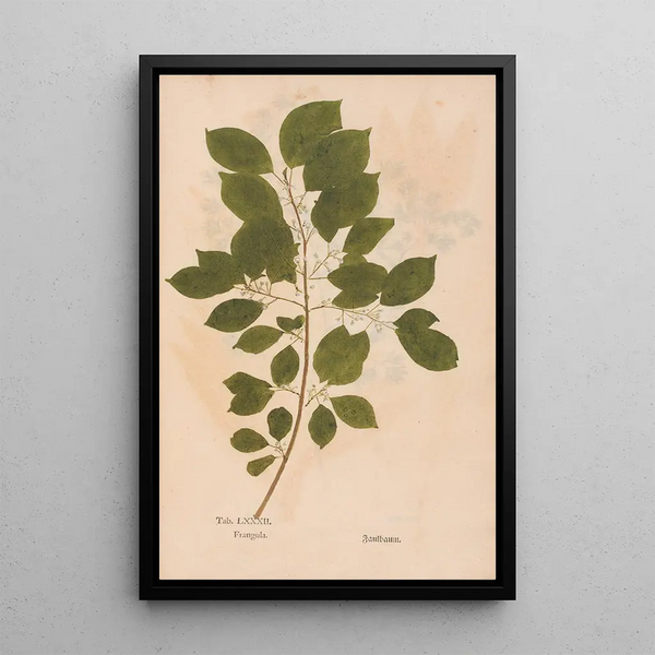 Ectypa vegetabilium Pl082 - Christian Gottlieb Ludwig — gerahmtes Bild an der Wand