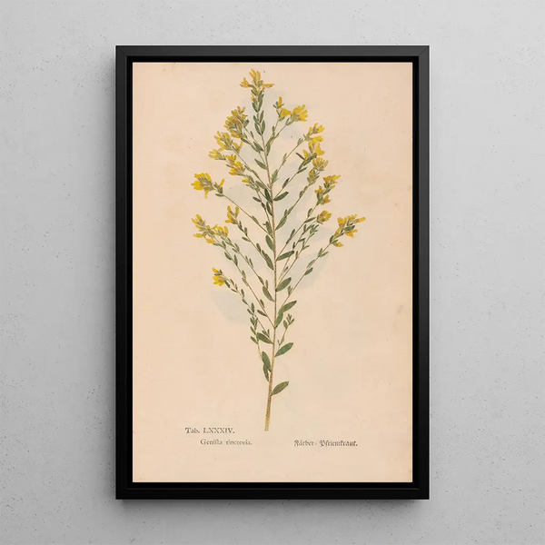 Reproduktion des Gemäldes Ectypa vegetabilium Pl084 - Christian Gottlieb Ludwig