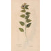 Ectypa vegetabilium Pl085 - Christian Gottlieb Ludwig — Ansicht des Kunstwerks