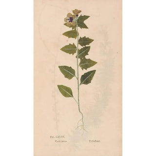 Christian Gottlieb Ludwig - Ectypa vegetabilium Pl085.webp