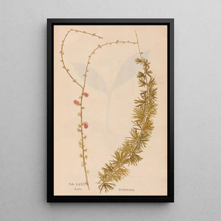 Christian Gottlieb Ludwig - Ectypa vegetabilium Pl086.webp