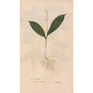 Christian Gottlieb Ludwig - Ectypa vegetabilium Pl087.webp