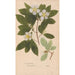 Reproduktion des Gemäldes Ectypa vegetabilium Pl088 - Christian Gottlieb Ludwig
