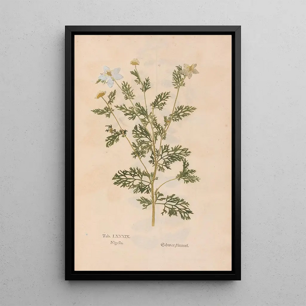 Ectypa vegetabilium Pl089 - Christian Gottlieb Ludwig — gerahmtes Bild an der Wand