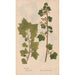 Ectypa vegetabilium Pl091 - Christian Gottlieb Ludwig — Ansicht des Kunstwerks