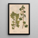 Ectypa vegetabilium Pl091 - Christian Gottlieb Ludwig — gerahmtes Bild an der Wand