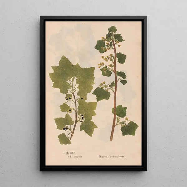Ectypa vegetabilium Pl091 - Christian Gottlieb Ludwig — gerahmtes Bild an der Wand