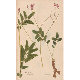 Christian Gottlieb Ludwig - Ectypa vegetabilium Pl094.webp